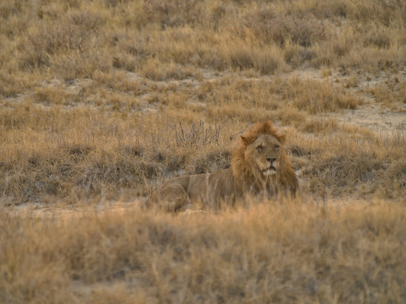 Okaukuejo, Lion